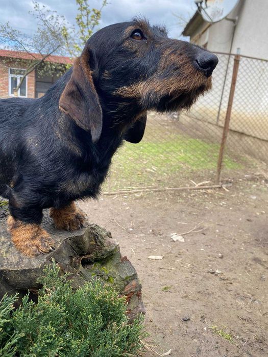 В'язка такси жосткошерстної