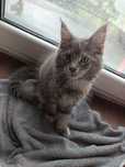 Kotka Maine coon