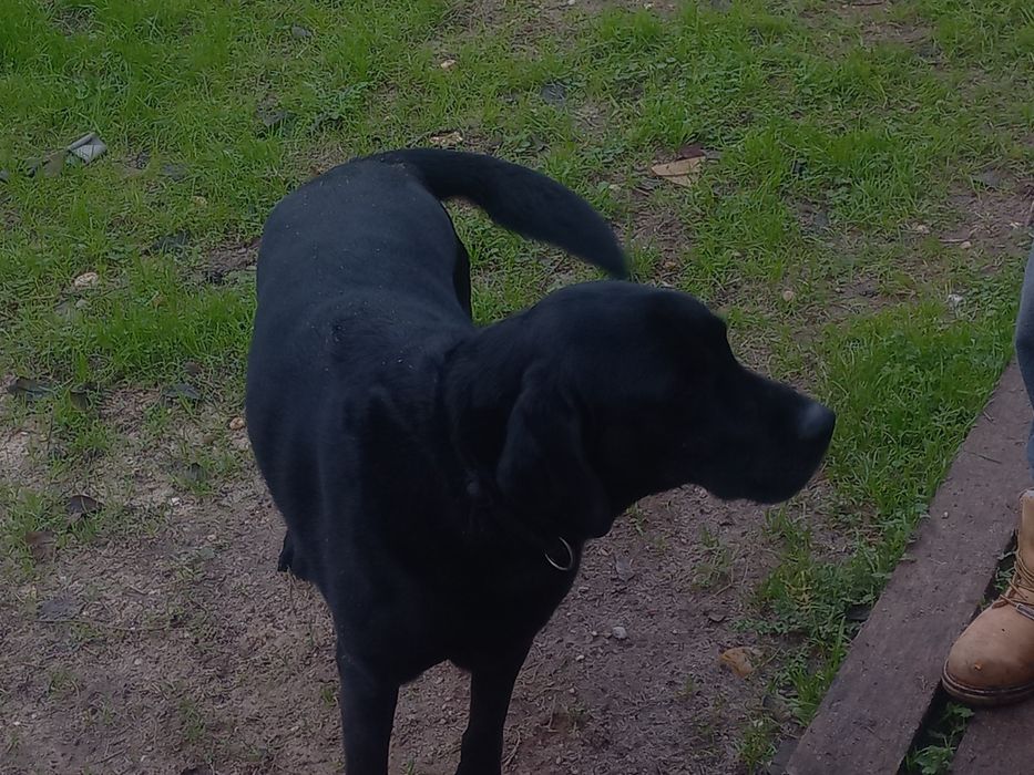 Labrador fêmea esterilizada