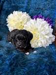 Maltipoo suczka
