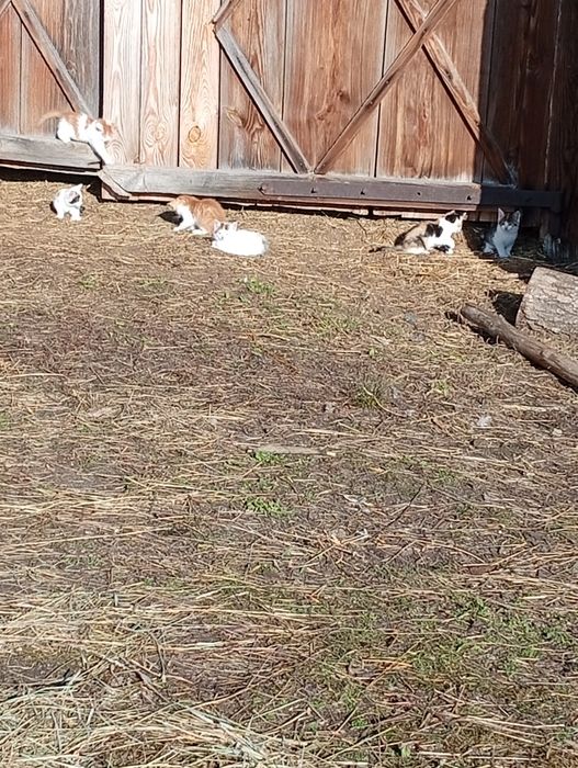 Oddam kociaki za dobrą karmę dla kotów i psów