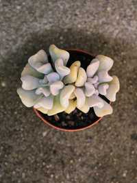 Vendo Echeveria Cubic Frost