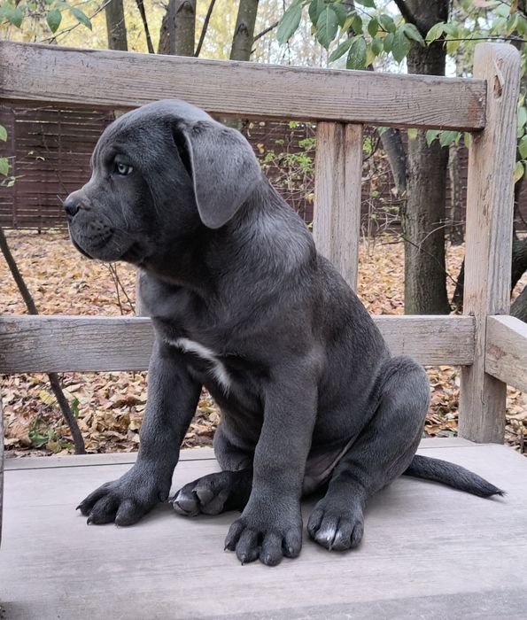 Pies szczeniak Cane Corso