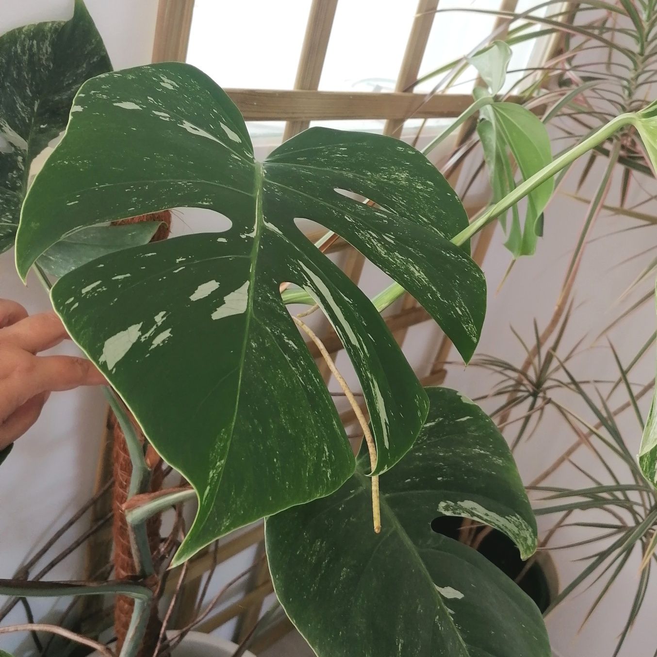 Monstera deliciosa variegata | Pé com raízes