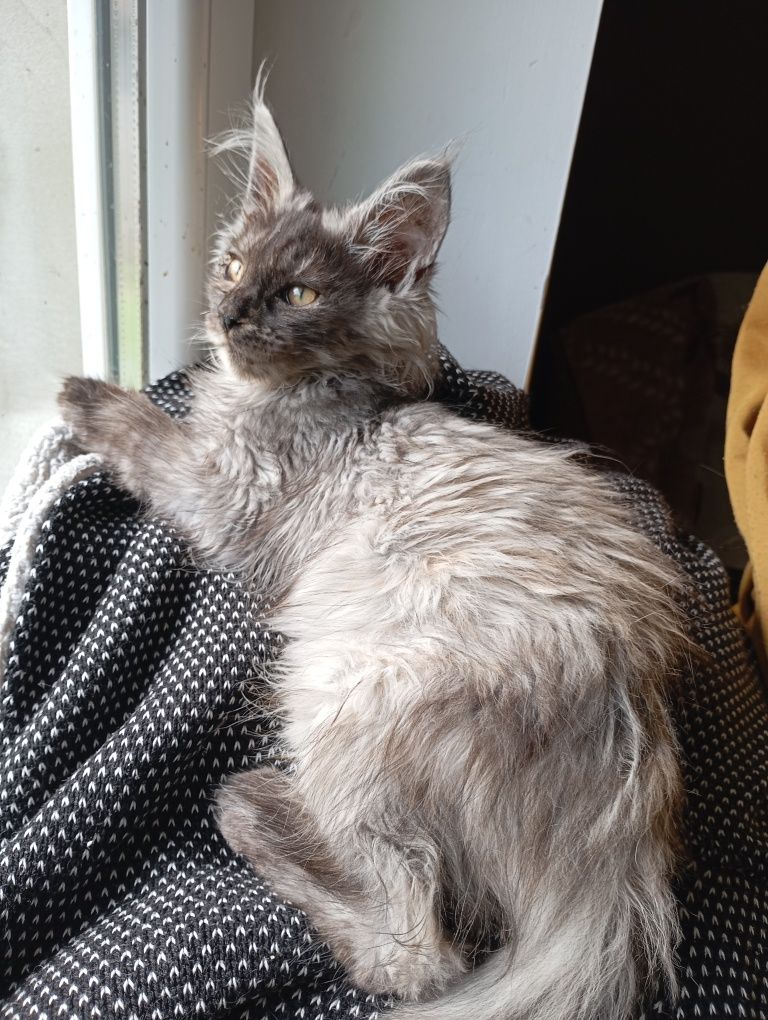 Maine coon kocica gotowa do odbioru