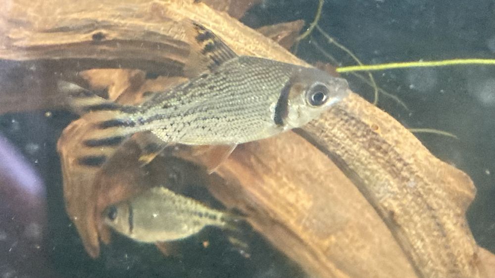 TABU FLAGTAIL Semaprochilodus Leszczanka