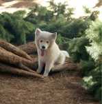 Samoyed / Samojed