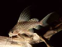 Giętkoząb wielkopłetwy Opaczek (Synodontis euptera) WYSYŁKA AKWAWIN