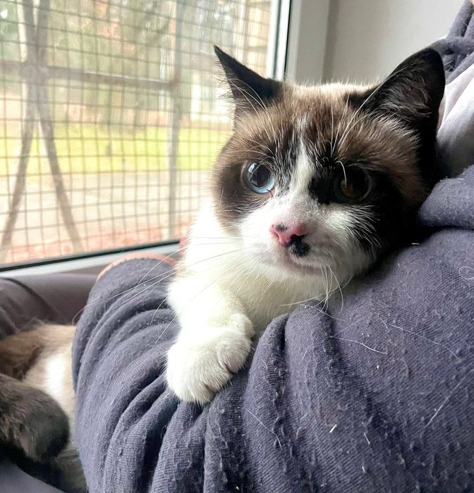 Метис породи сноу шу. Кішечка. 2 роки