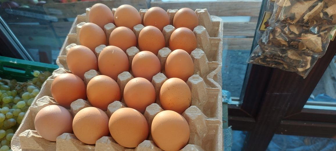 Wytłaczanki na jajka na 20 szt jajek pojemniki na jaja