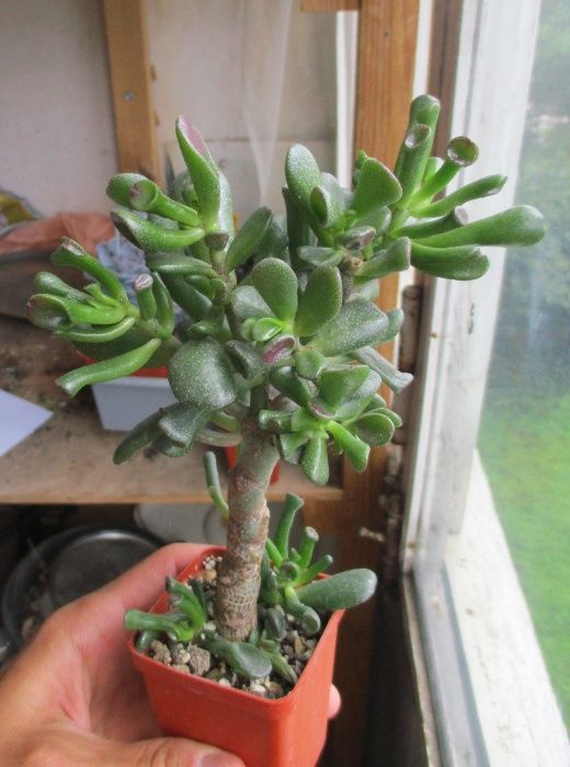 Красула овата голум (crassula ovata gollum)