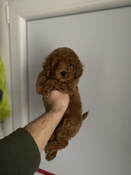 Найгарніші цуценятка кавапу