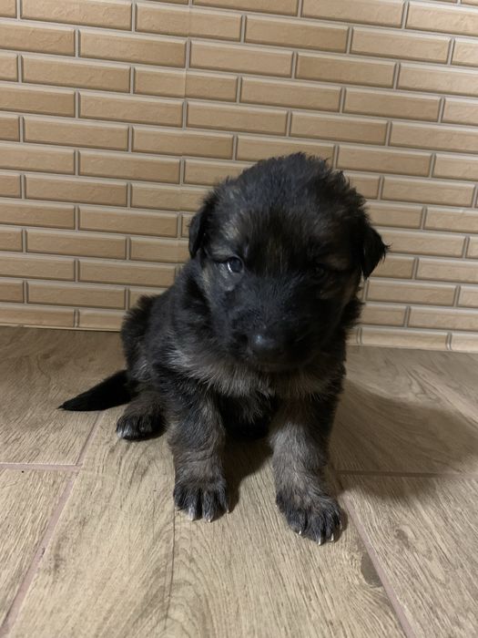 Продам цуценят породи Вівчаркі