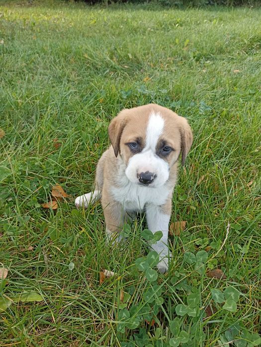 Oddam w dobre ręce, szczeniaki po Bernardynie