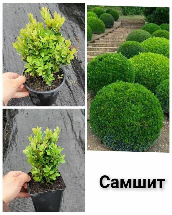Ялівці грунтопокривні Голд кісен, блю чіп