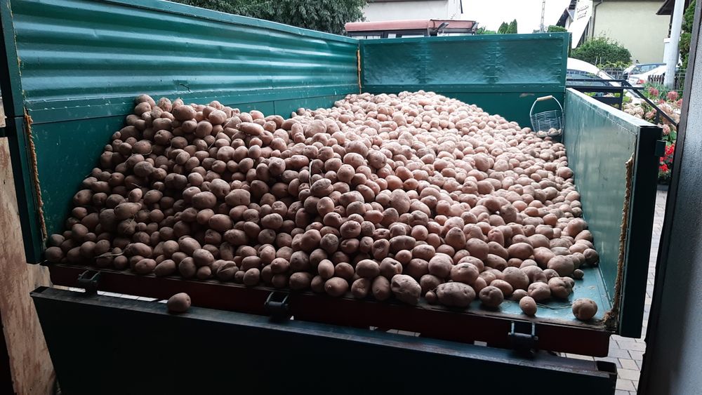 Ziemniaki jadalene czerwone Kartofle Pyry