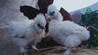 Китайська шовкова кури курчата інкубаційне яйце