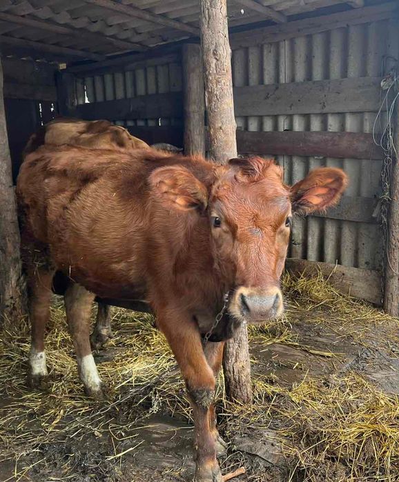 Продам теличку 7.5 місяців червону