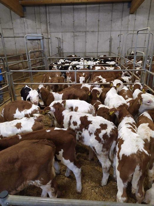 Cielęta, cielaki, byczki oraz jałówki mięsne, MM,MS,HF transport