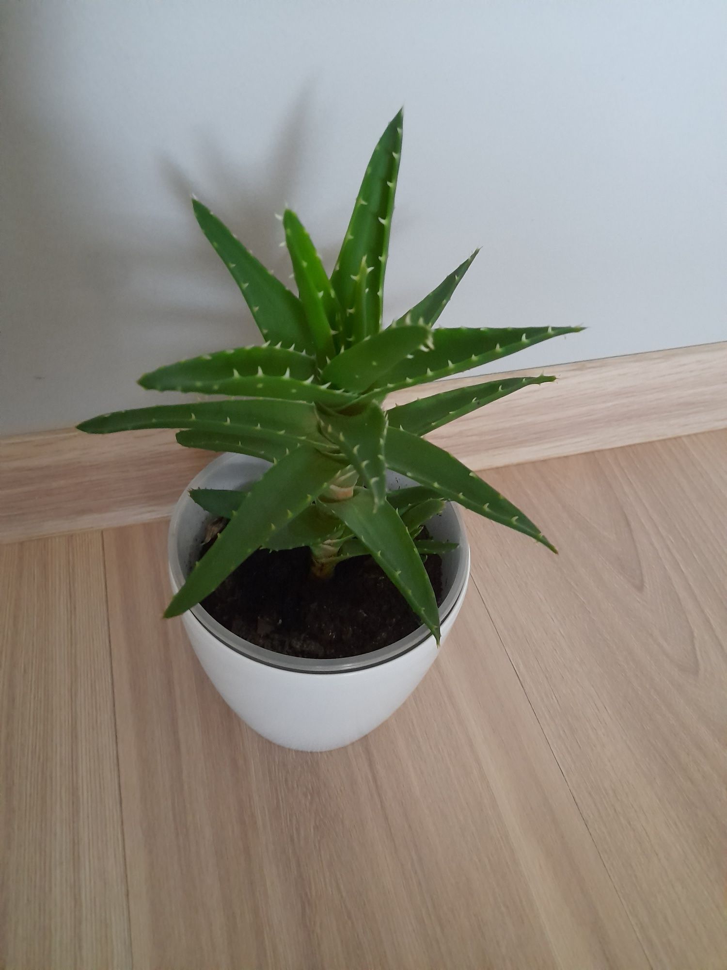 Aloes roślina doniczkowa