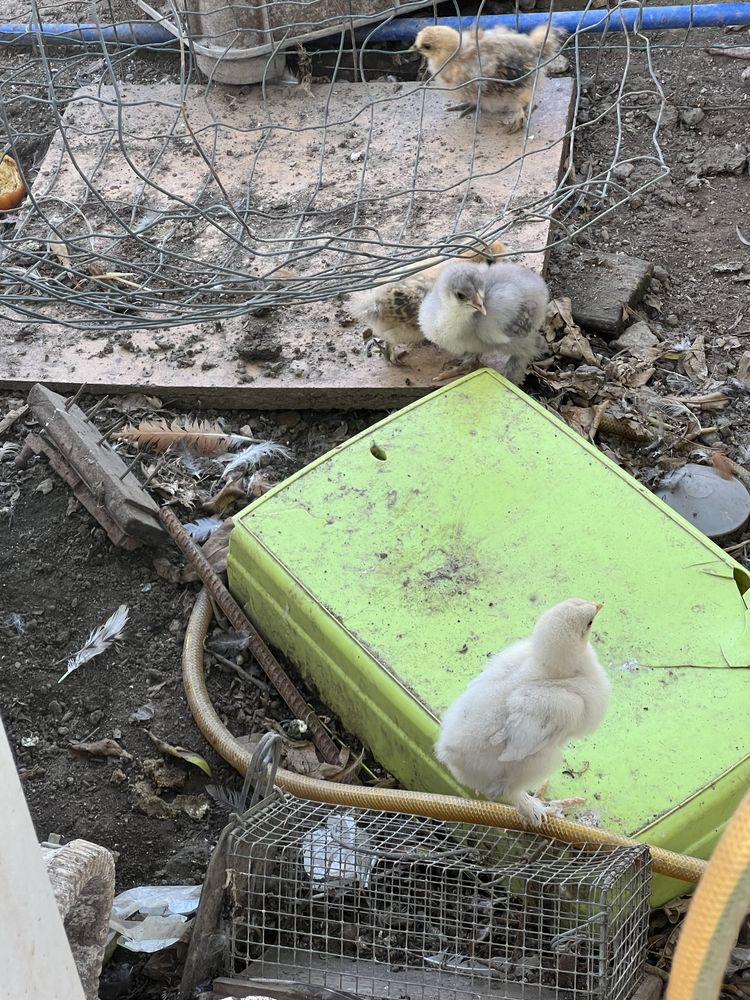Vendo Pombos Brancos para casamentos e batizados