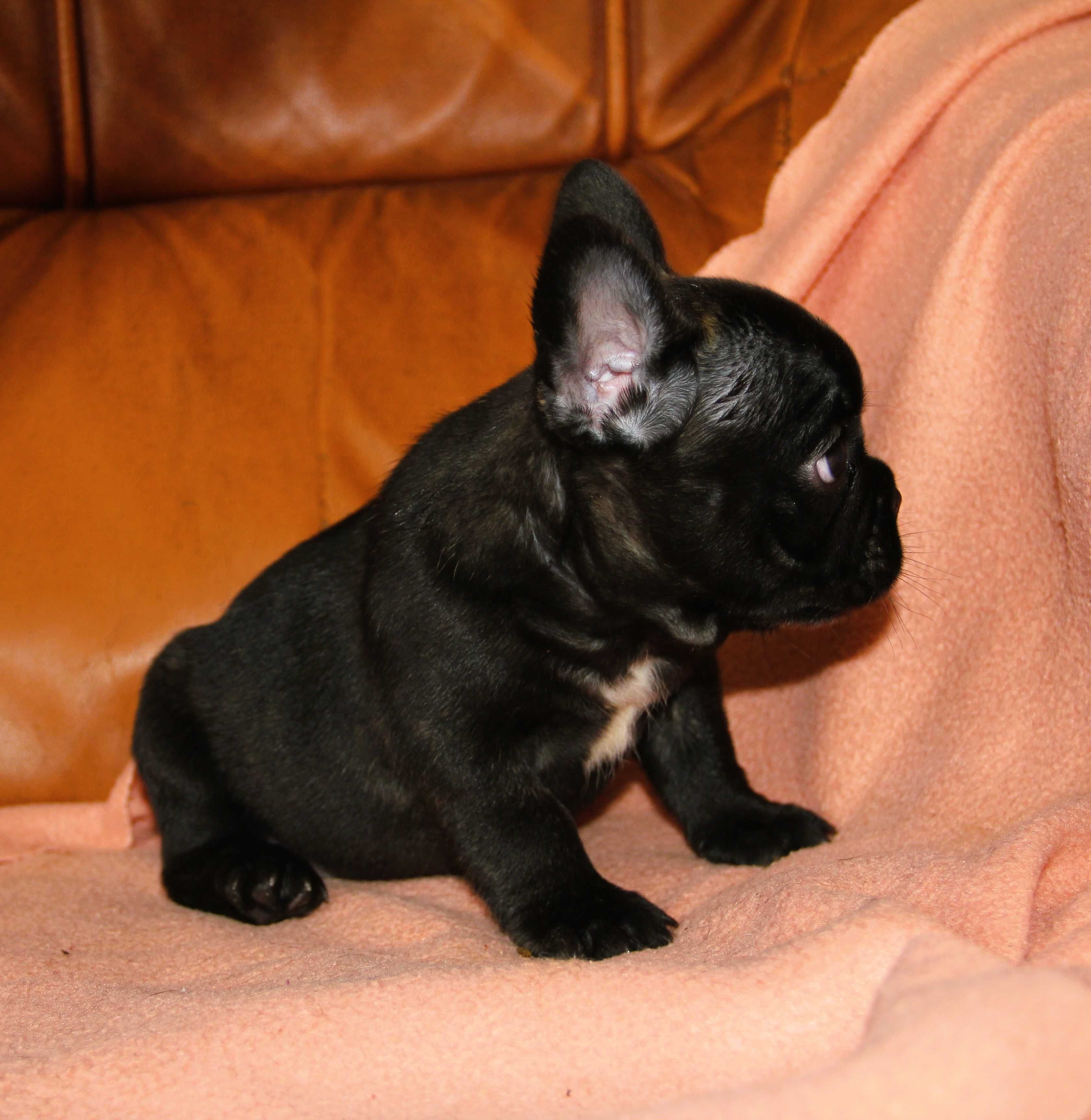 Buldog Francuski Fluffy malutka dziewczynka