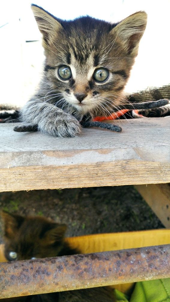 Вітдам котят в добрі руки