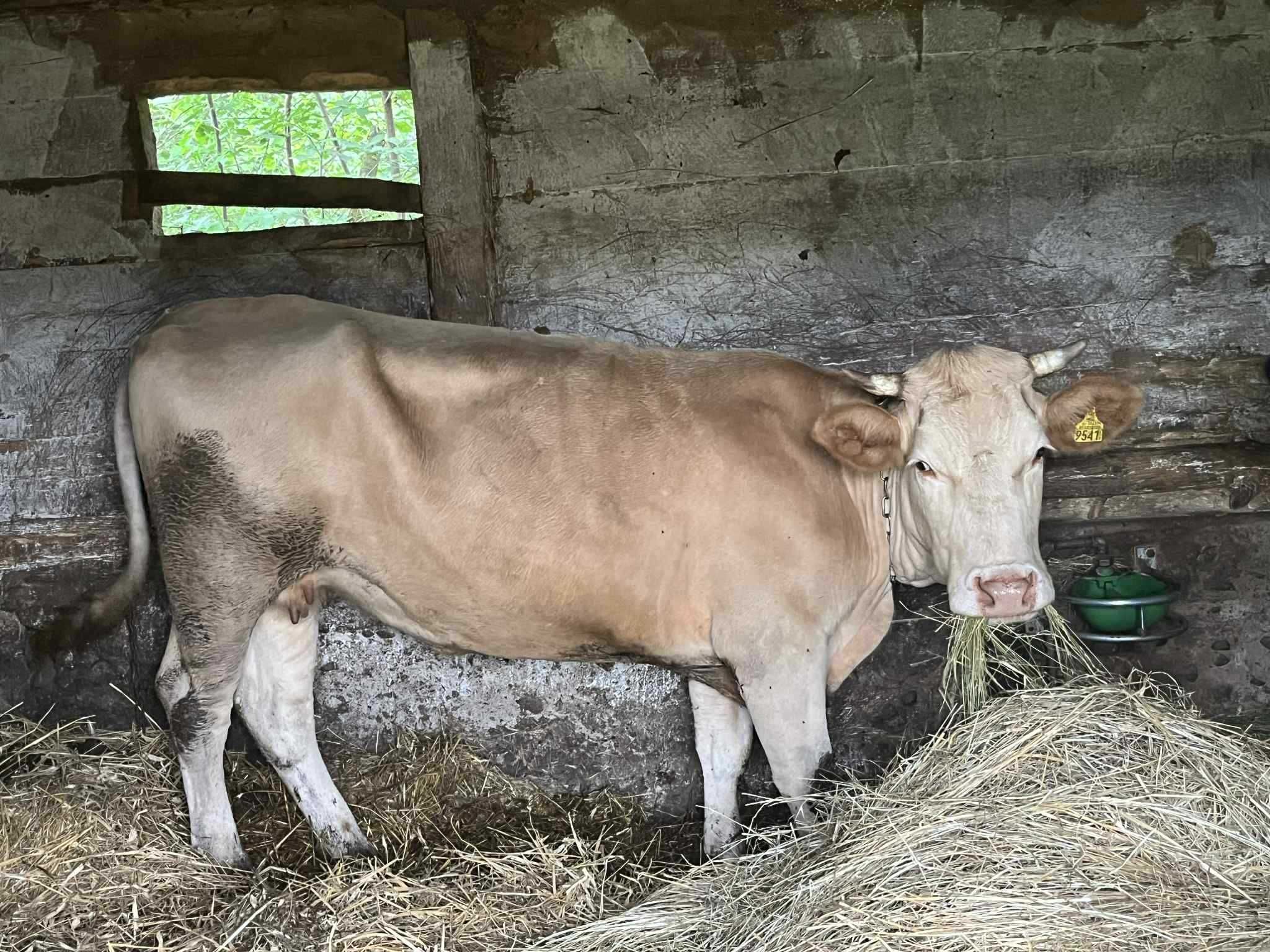 Krowa blonde d'aquitaine