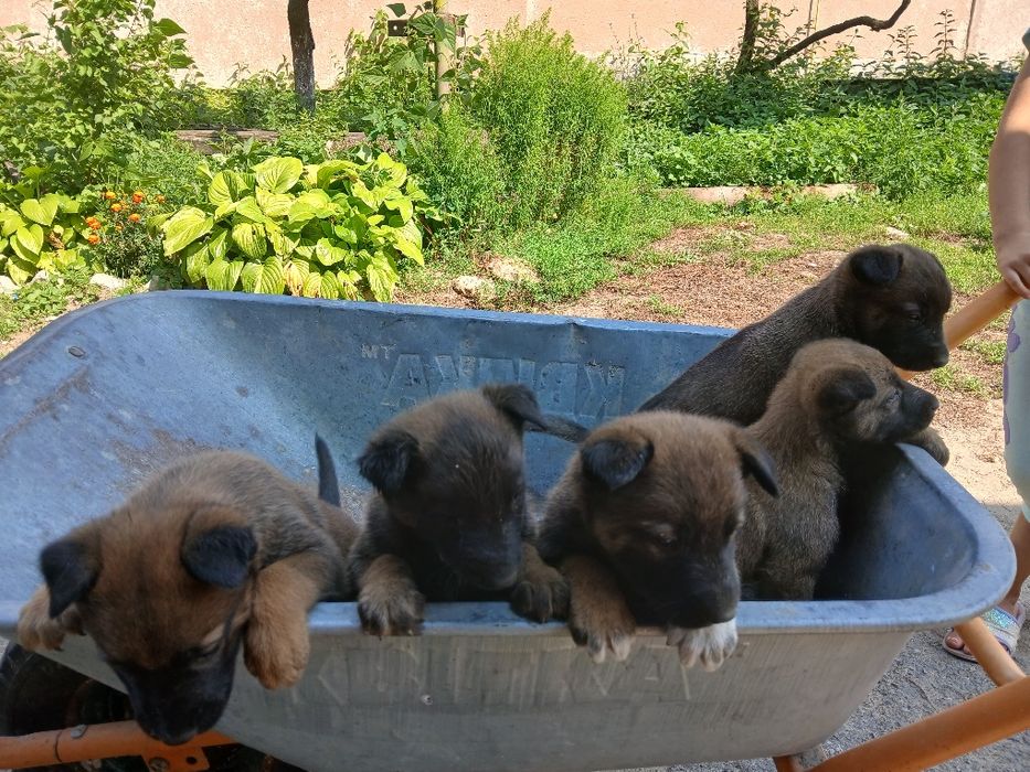 Песики.₴₴₴₴₴₴₴