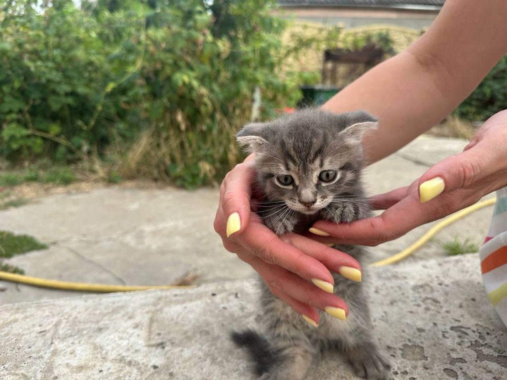 Віддам у добрі руки кошенят