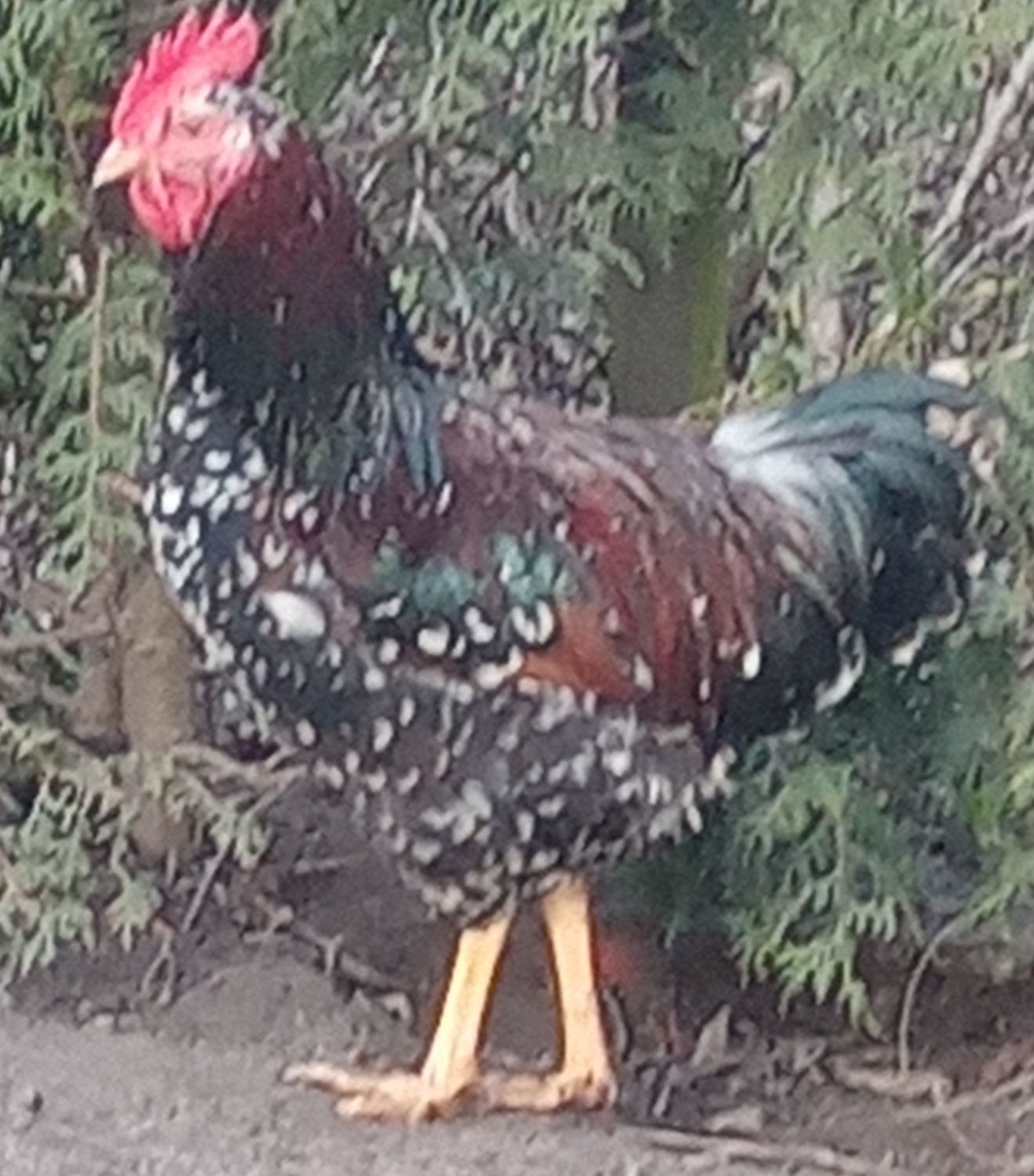 Dominant Tricolor - jajka lęgowe. .