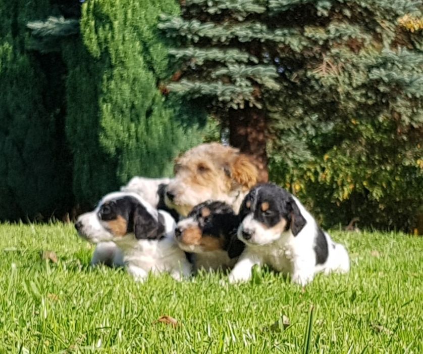 Foksterier szorstkowłosy szczeniak