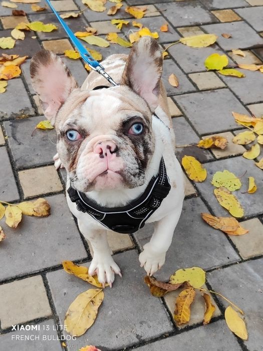 Дівчинка мерлле з блакитними очима.