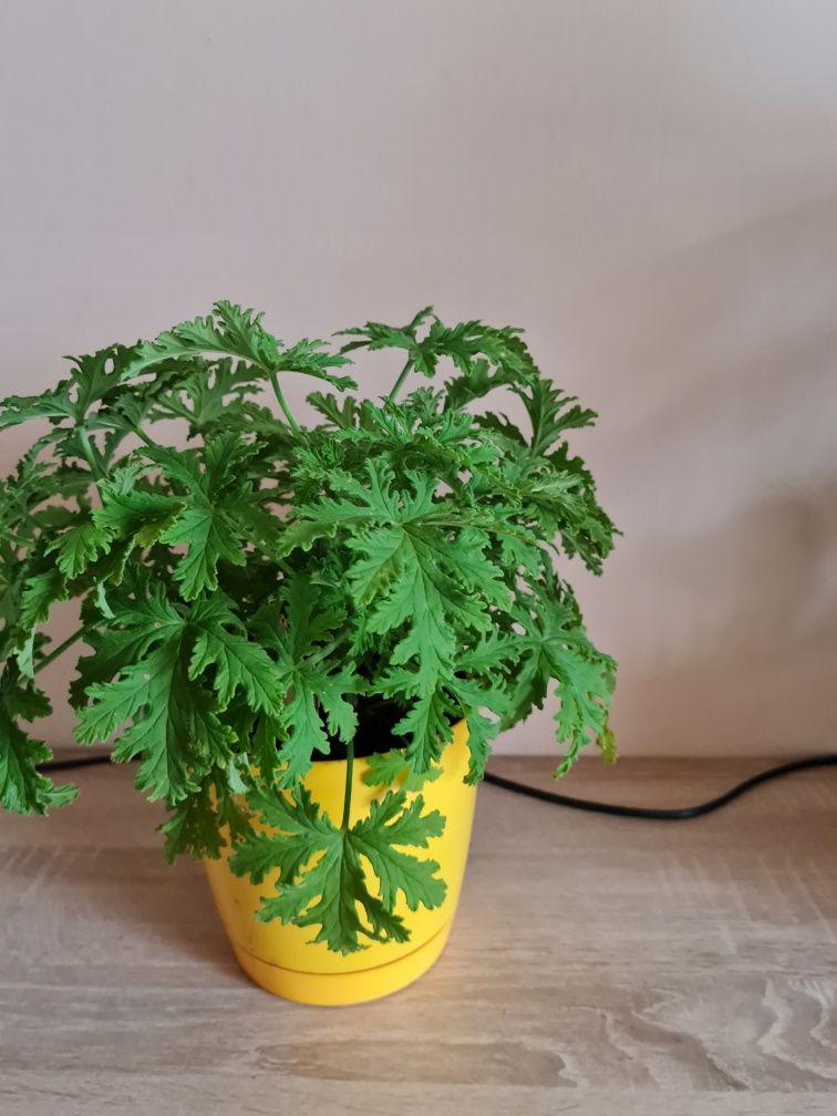Geranium anginka kwiat  doniczkowy