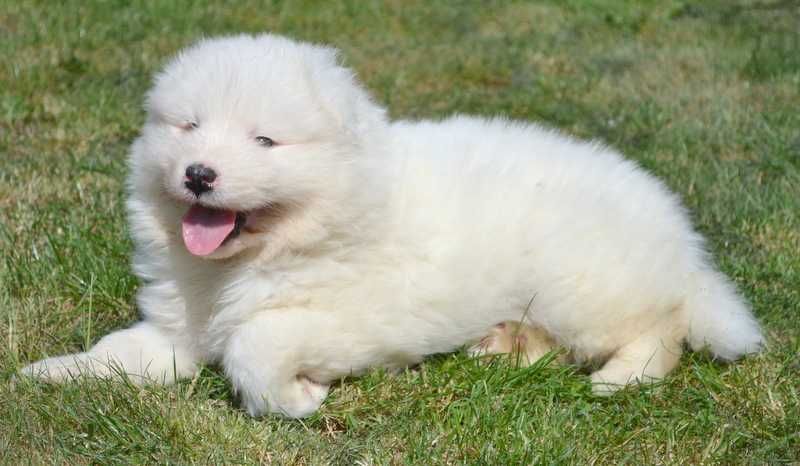 Uśmiechnięty samoyed chłopiec