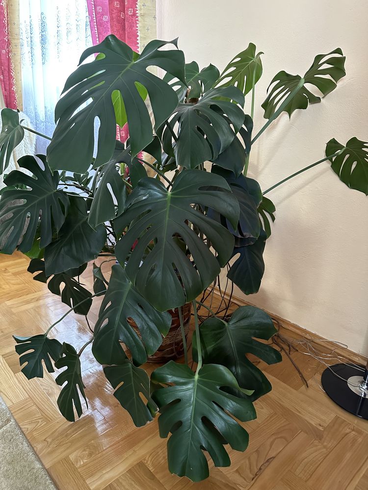 Kwiatek Monstera Deliciosa