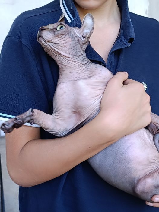 Сфінкс,таббі,ельф