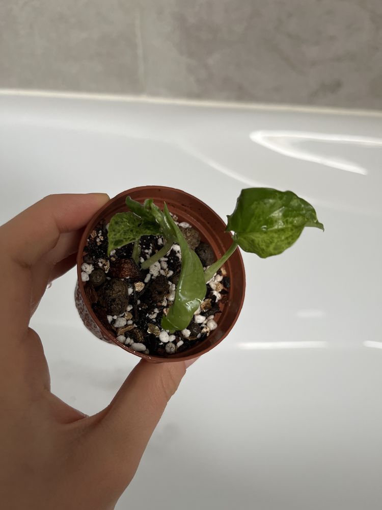 Syngonium mottled mojito