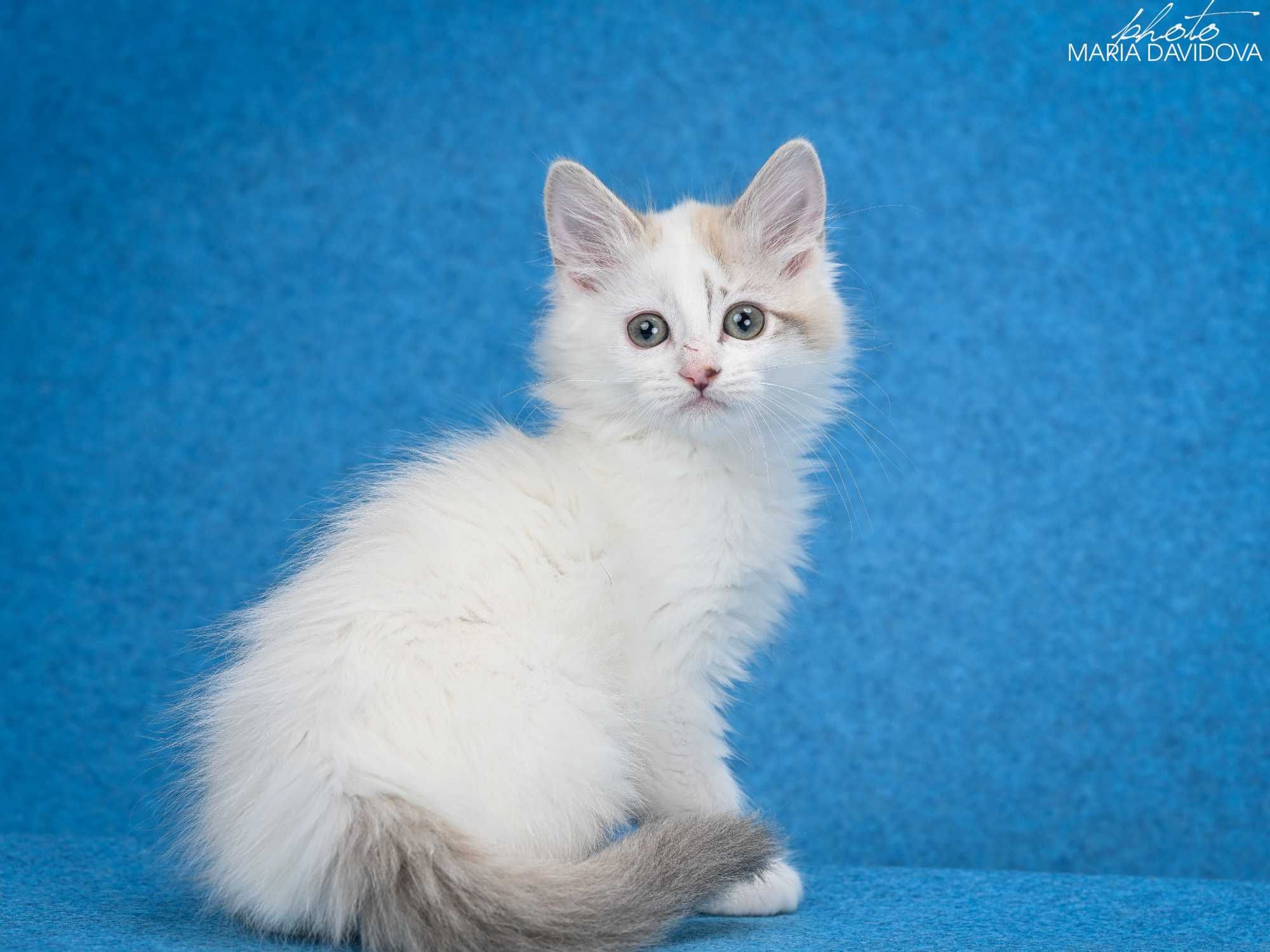 Котик пушистик милаш манчкин лонг