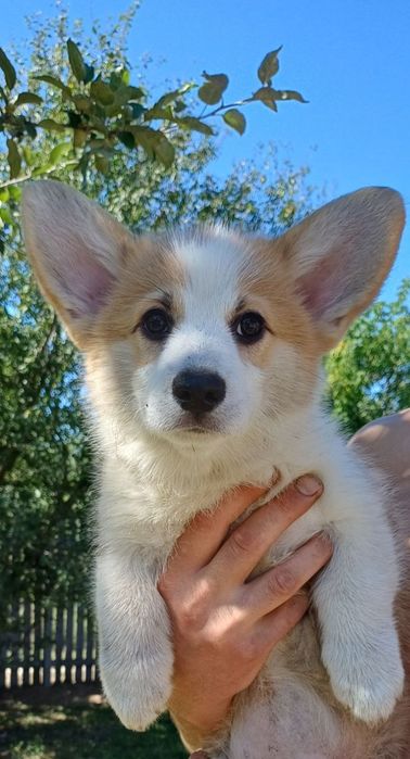 Цуценята Коргі КСУ