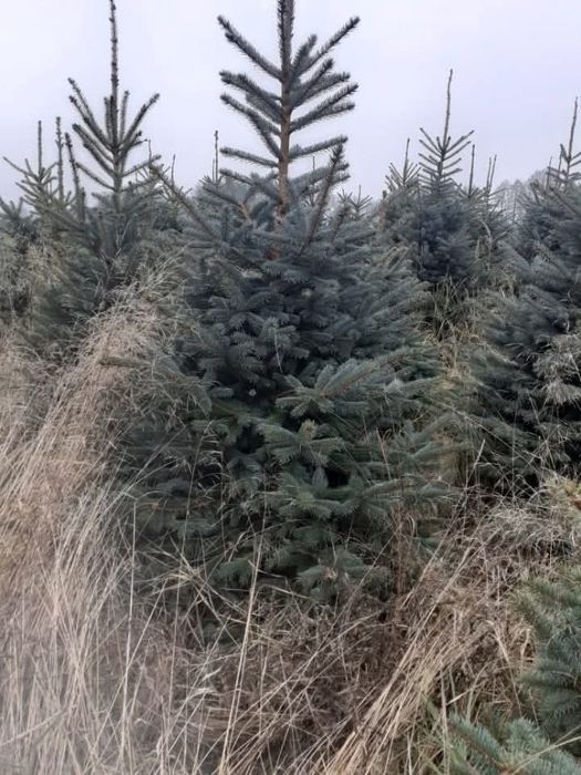 Choinki świerk srebrny i pospolity