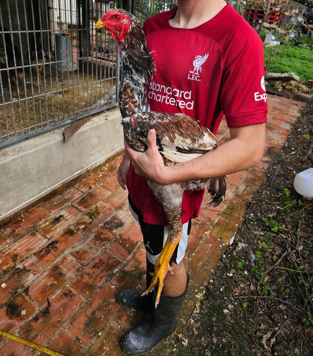 Indio Gigante Brasileiro