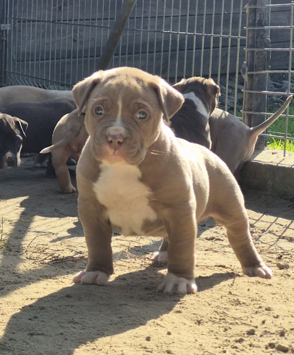 American Bully XL - prawdziwa moc i serce  w jednym
