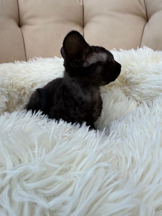 Kot Devon Rex z rodowodem WCF