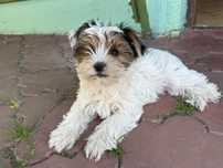 Śliczny York Yorkshire terrier Biewer Piesek Rodowów wyprawka