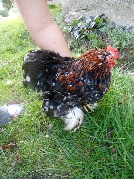 Sprzedam 2 koduty  kochiny