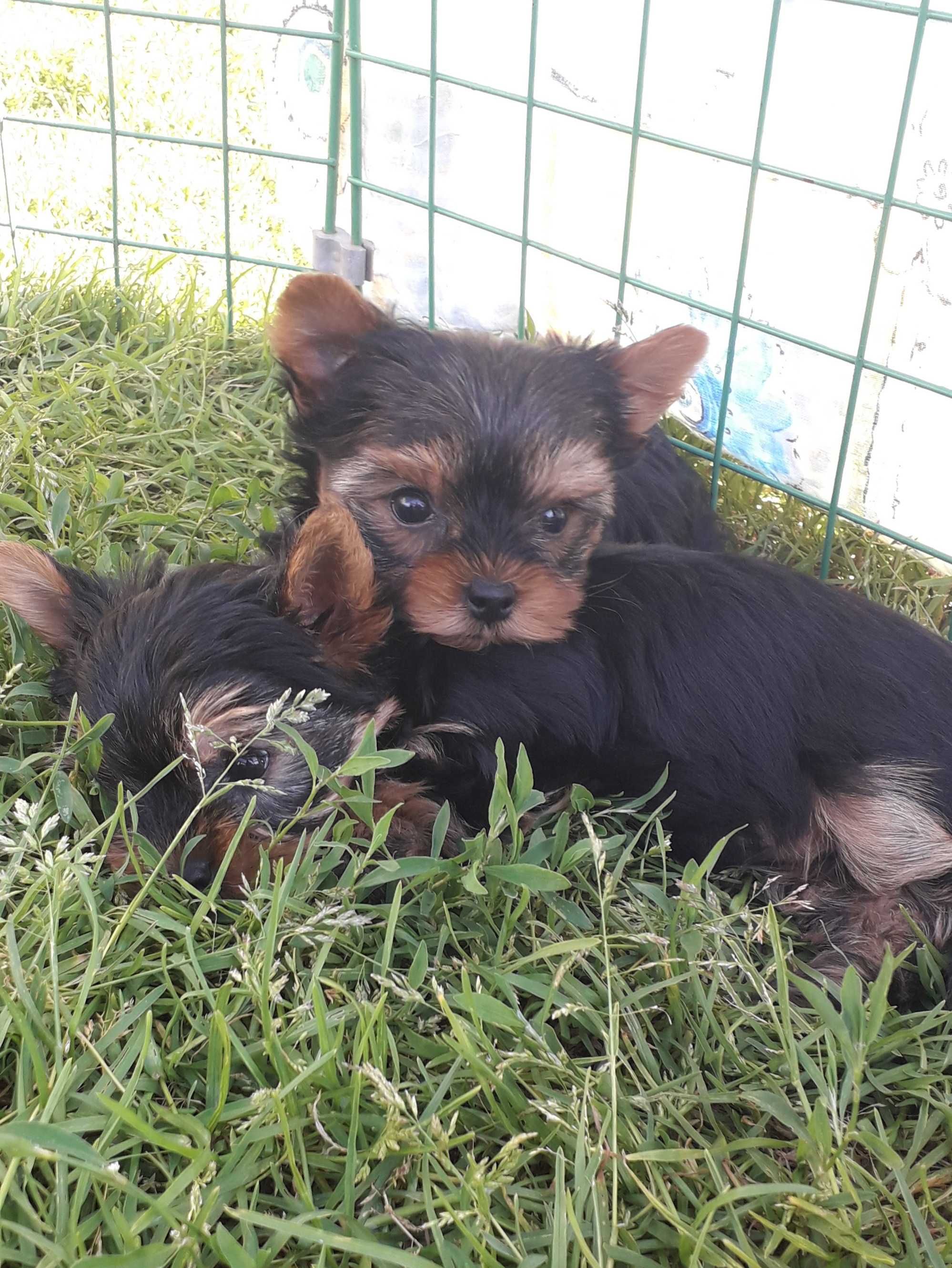 Yorkshire terrier szczenię