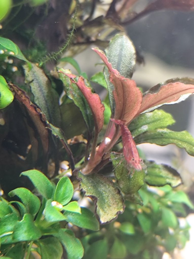 Camarões Neocaridina Red Cherry / Fire [+Ofertas]
12 Unid = 10€
E