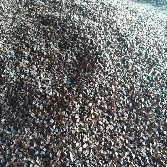 Gryka Panda nasiona.