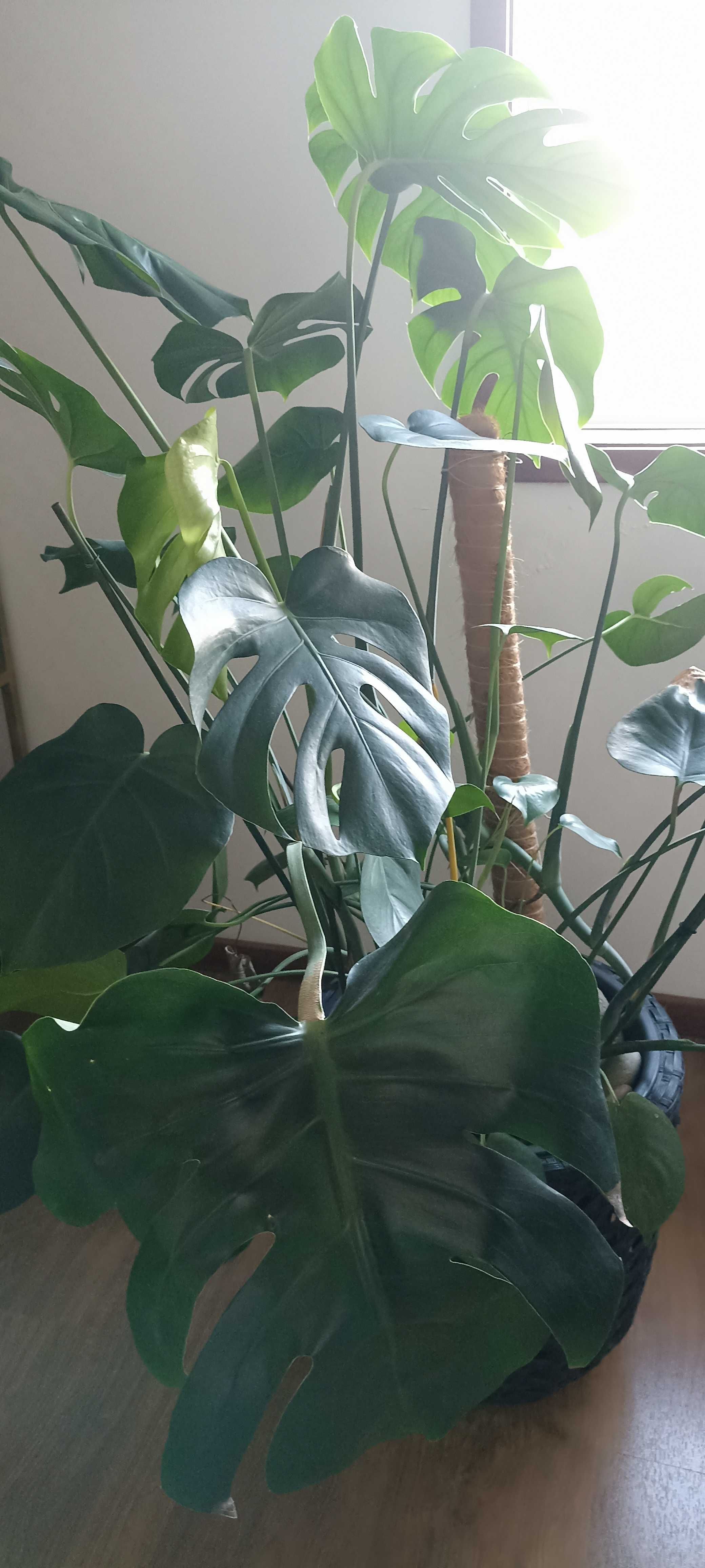 Monstera / Costela de Adão